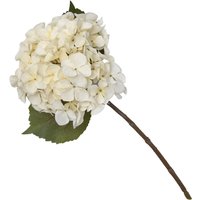 Hydrangea - Creamy Blush
Hydrangea - Creamy Blush