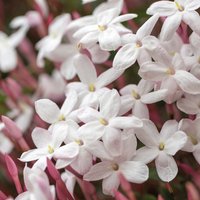 17cm Jasmine 80cm Tripod
17cm Jasmine 80cm Tripod