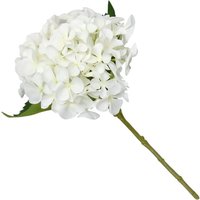 Hydrangea - White
Hydrangea - White