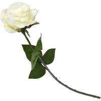 Rose - Cream
Rose - Cream