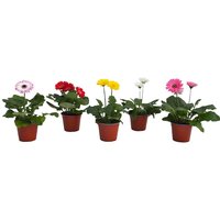 Gerbera Mix (Daisies) House Plant - 10.5cm
Gerbera Mix (Daisies) House Plant - 10.5cm