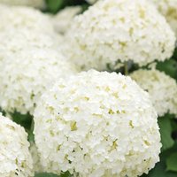 Hydrangea Anabelle 10L
Hydrangea Anabelle 10L
