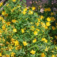 Hypericum 'Hidcote'
Hypericum 'Hidcote'