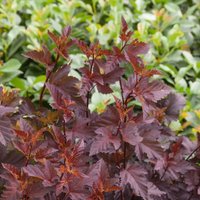 Physocarpus Diabolo 10L
Physocarpus Diabolo 10L