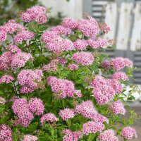 Spiraea Little Princess 10L
Spiraea Little Princess 10L