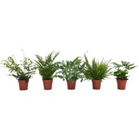 Fern Mix 12cm
Fern Mix 12cm