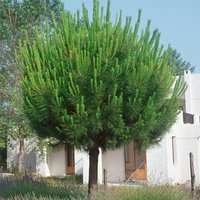 Pinus Pinea 'Silver Crest'
Pinus Pinea 'Silver Crest'