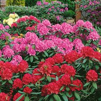 Rhododendron Mix (Rhododendron)
Rhododendron Mix (Rhododendron)