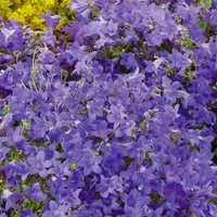 Campanula Collection 3L
Campanula Collection 3L