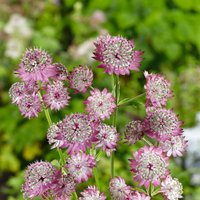 Astrantia Collection 3L