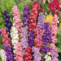 Delphinium Collection 5L
Delphinium Collection 5L