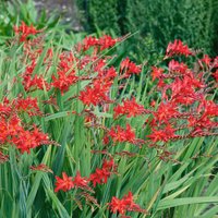 Crocosmia Collection 3L
Crocosmia Collection 3L