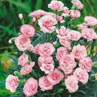 Dianthus Scent First Collection 2L
Dianthus Scent First Collection 2L