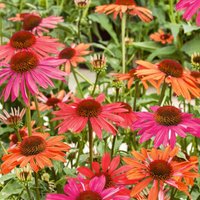 Echinacea Collection 3L
Echinacea Collection 3L