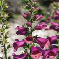 Digitalis Foxlight Plum Gold 3L
Digitalis Foxlight Plum Gold 3L