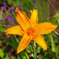 Hemerocallis Everyday Lily 3L
Hemerocallis Everyday Lily 3L