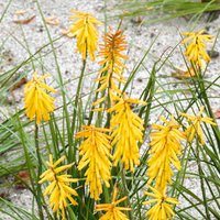 Kniphofia Banana Popsicle 3L
Kniphofia Banana Popsicle 3L