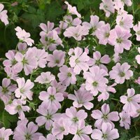 Geranium Dreamland 3L
Geranium Dreamland 3L