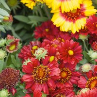 Gaillardia Collection 3L
Gaillardia Collection 3L