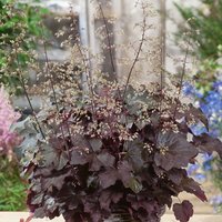 Heuchera Palace Purple 3L
Heuchera Palace Purple 3L
