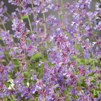 Nepeta Walkers Low 3L
Nepeta Walkers Low 3L
