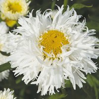 Leucanthemum Cloud Cumulus 3L
Leucanthemum Cloud Cumulus 3L