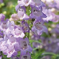 Penstemon Amethyst Quartz 3L
Penstemon Amethyst Quartz 3L