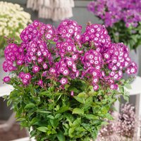 Phlox Sweet Summer Collection 3L
Phlox Sweet Summer Collection 3L