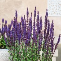 Salvia Caradonna 3L
Salvia Caradonna 3L