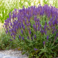 Salvia Collection 3L
Salvia Collection 3L