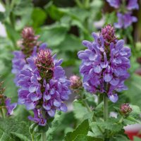 Salvia Marvel Range 3L
Salvia Marvel Range 3L