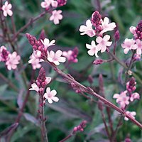 Verbena Bampton 3L
Verbena Bampton 3L