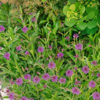 Verbena Rigida 3L
Verbena Rigida 3L