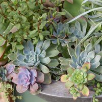 Sedum Mixed 3L
Sedum Mixed 3L