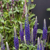 Veronica Moody Blues Range 3L
Veronica Moody Blues Range 3L