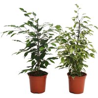 Ficus Benjamina Mix (Weeping Fig) House Plant - 17cm
Ficus Benjamina Mix (Weeping Fig) House Plant - 17cm