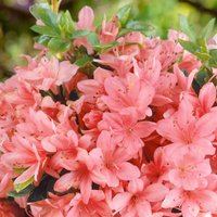 Rhododendron Hybride Mix 17cm
Rhododendron Hybride Mix 17cm