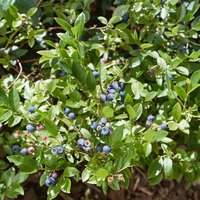 Vaccinium Berrybux 12cm
Vaccinium Berrybux 12cm