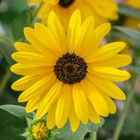Helianthus Sunfinity 23cm
Helianthus Sunfinity 23cm