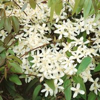 Clematis Armandii Mix 2L
Clematis Armandii Mix 2L