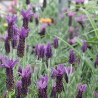 Lavandula Stoechas Anouk On Stem 14cm
Lavandula Stoechas Anouk On Stem 14cm