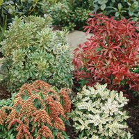 Pieris Mix 17cm
Pieris Mix 17cm