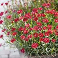 Dianthus Early Love Concept Pot 10.5cm
Dianthus Early Love Concept Pot 10.5cm