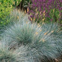 Festuca Gl Intense Blue In Blue Pot 23cm
Festuca Gl Intense Blue In Blue Pot 23cm