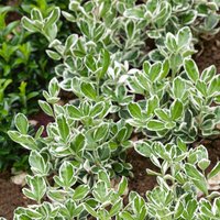 Euonymus Mix 26cm
Euonymus Mix 26cm