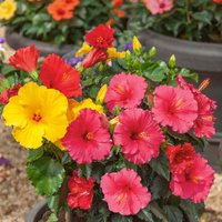 Hibiscus Rosa-sinensis Mix 13cm
Hibiscus Rosa-sinensis Mix 13cm