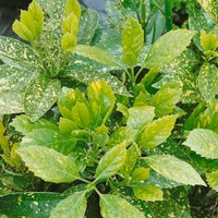 Aucuba Mix 23cm
Aucuba Mix 23cm