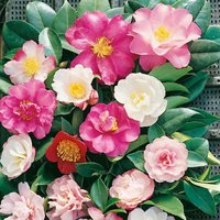 Camellia Mix 12cm
Camellia Mix 12cm