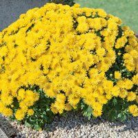Chrysanthemum Mix Ball 20cm
Chrysanthemum Mix Ball 20cm