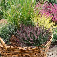 Calluna Garden Girls Mix 13cm
Calluna Garden Girls Mix 13cm